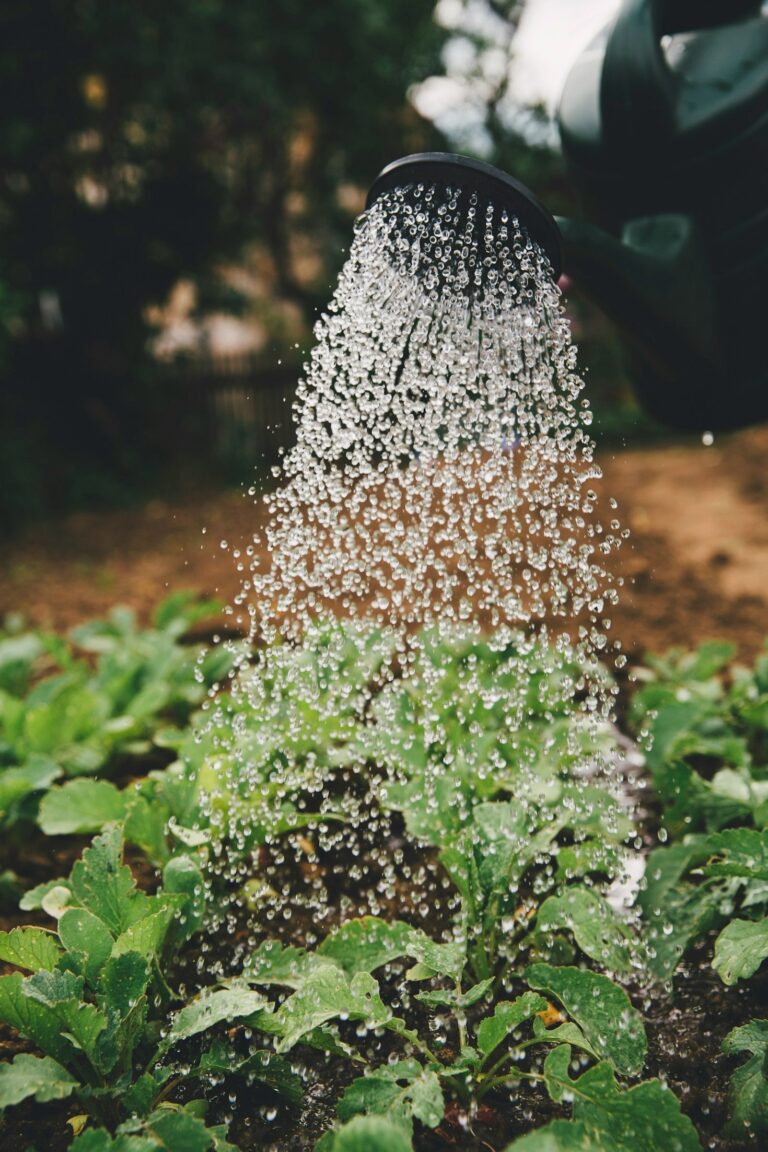 Entrepreneurial Ideas for a Healthier African Future