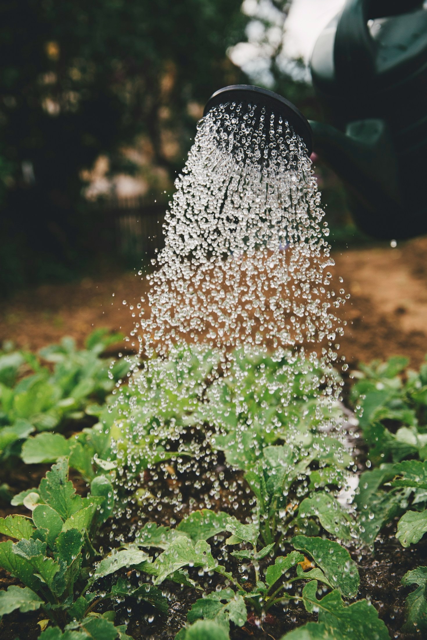 Entrepreneurial Ideas for a Healthier African Future