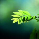 Local Resources and Sustainability: A Powerful African Blend