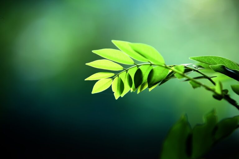 Local Resources and Sustainability: A Powerful African Blend