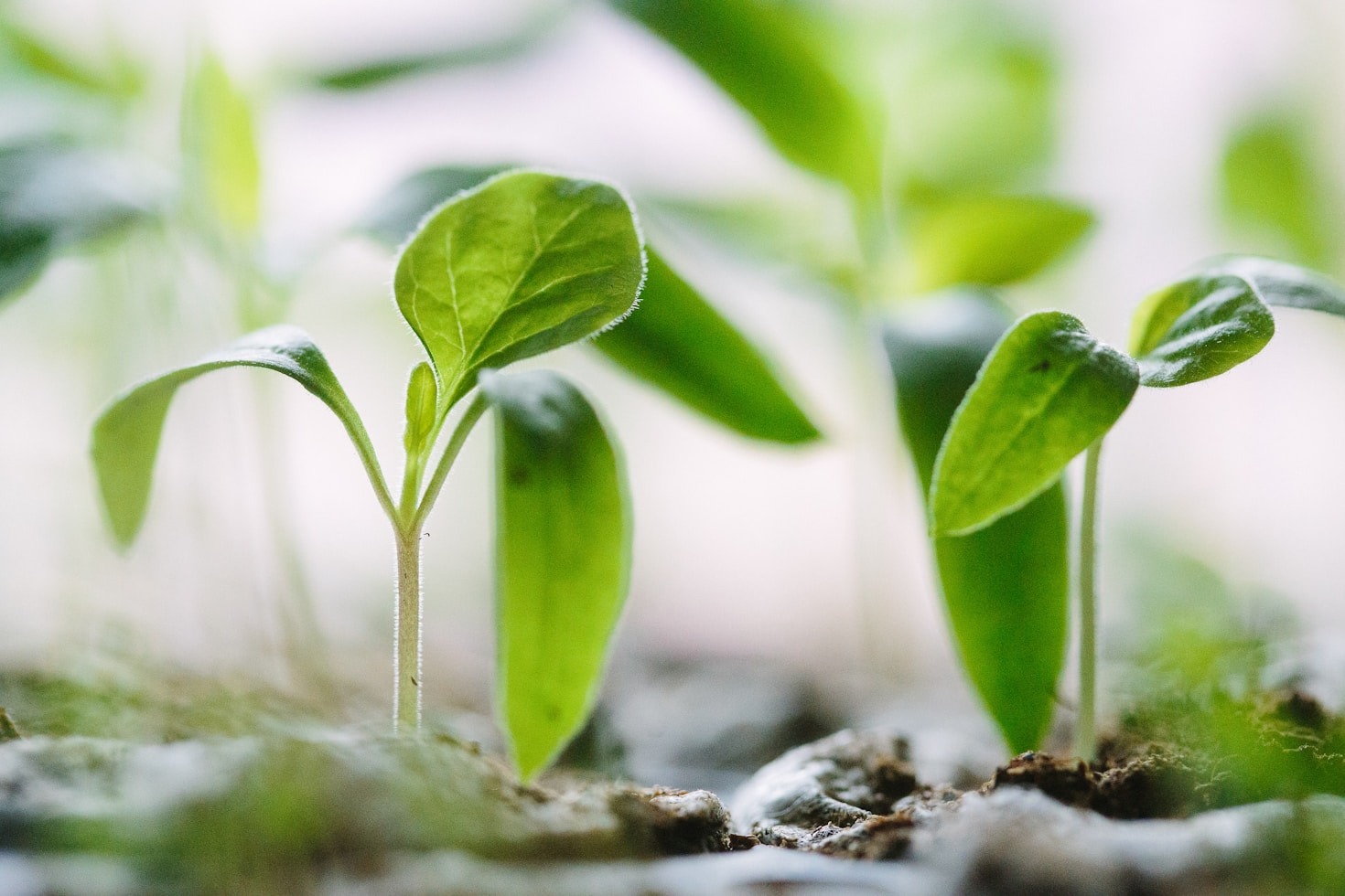 Addressing African Challenges with a Sustainable Mindset
